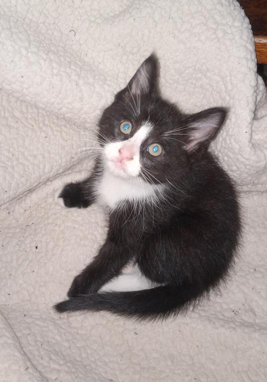 Tuxedo Kitty photo 3