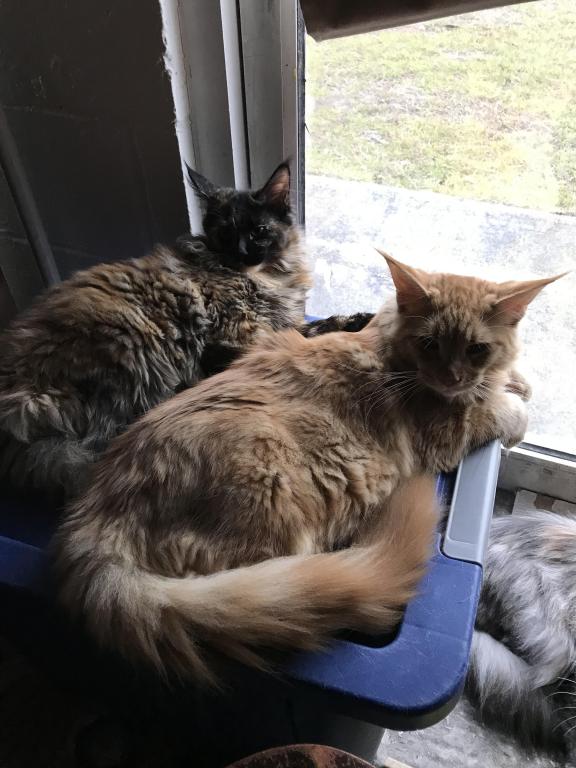 Furguson Maine Coon Boy photo 12