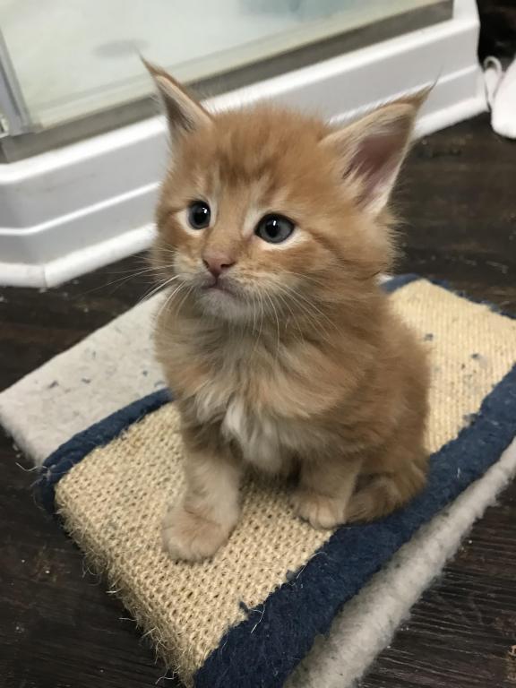 Furguson Maine Coon Boy photo 19