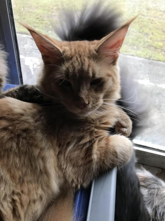 Furguson Maine Coon Boy photo 11