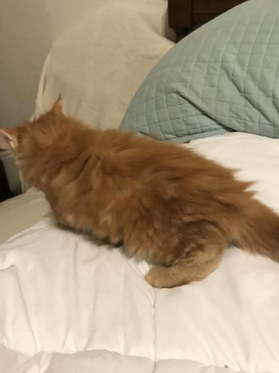 Furguson Maine Coon Boy photo 18