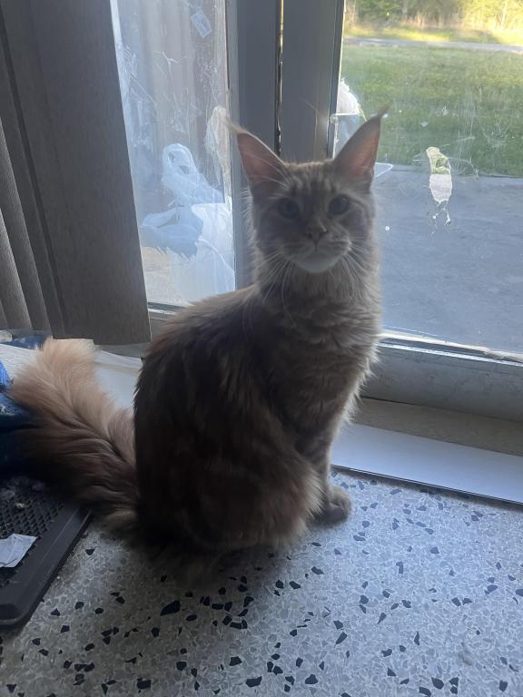 Furguson Maine Coon Boy photo 9