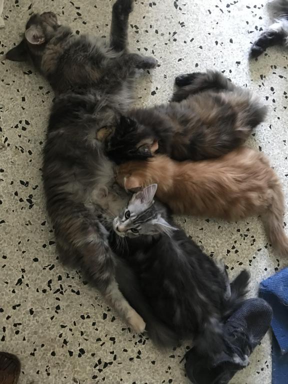 Furguson Maine Coon Boy photo 15