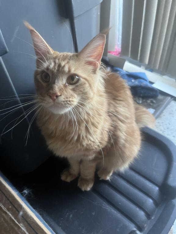 Furguson Maine Coon Boy photo 7