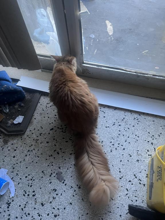 Furguson Maine Coon Boy photo 10