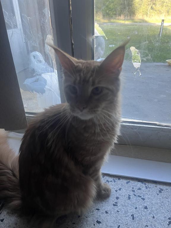 Furguson Maine Coon Boy photo 6