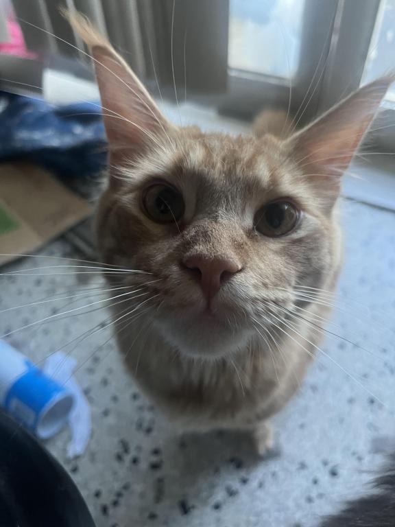 Furguson Maine Coon Boy photo 3