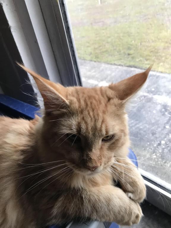 Furguson Maine Coon Boy photo 13