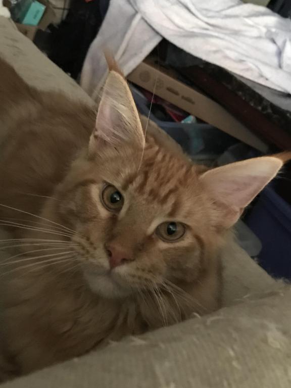 Furguson Maine Coon Boy