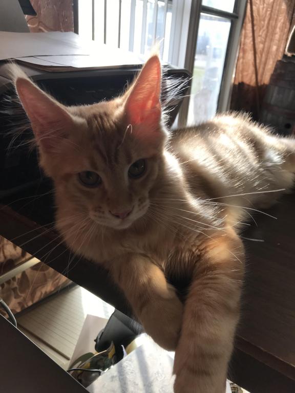Furguson Maine Coon Boy photo 14