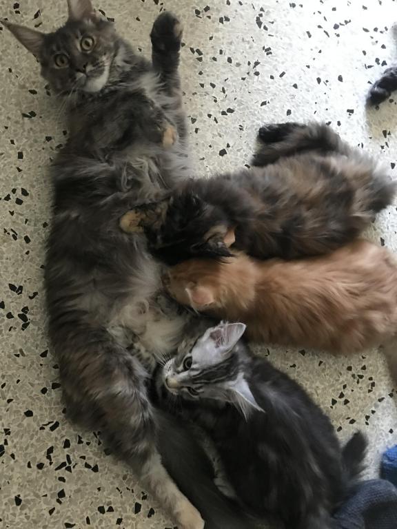 Furguson Maine Coon Boy photo 16