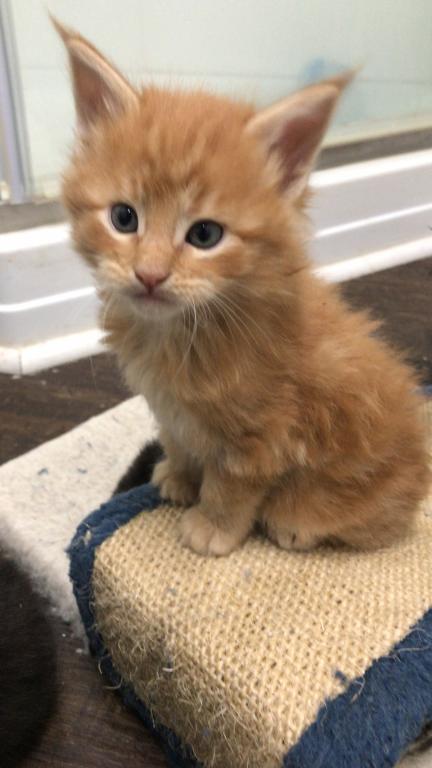 Furguson Maine Coon Boy photo 20
