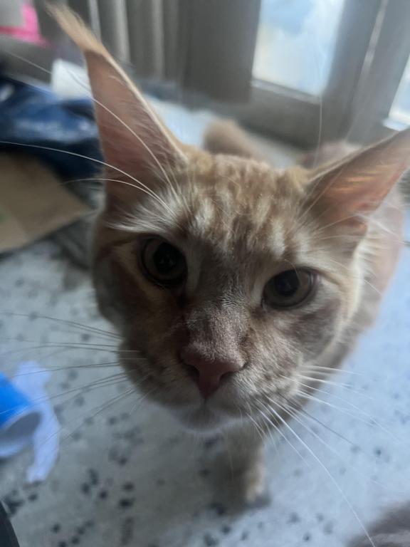 Furguson Maine Coon Boy photo 2