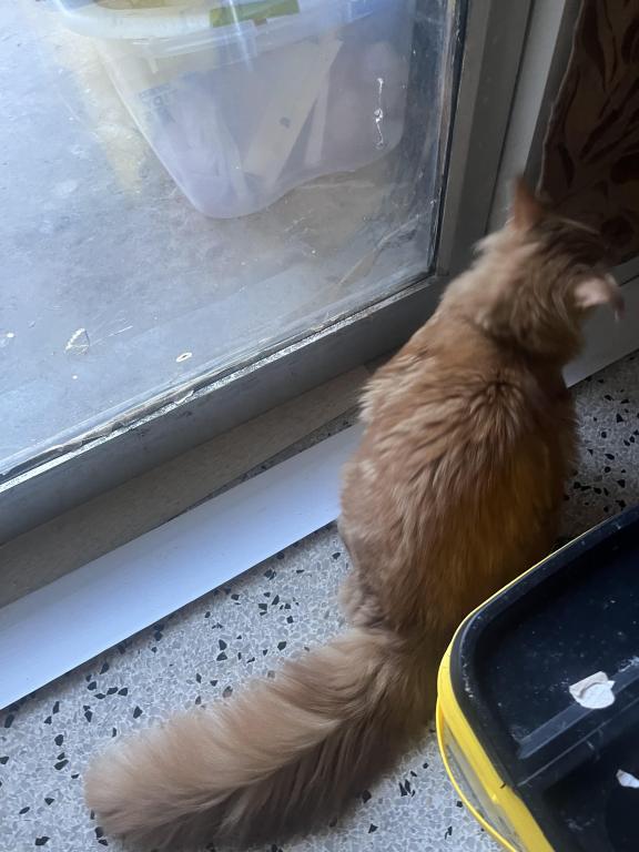 Furguson Maine Coon Boy photo 5
