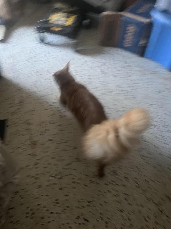 Furguson Maine Coon Boy photo 4