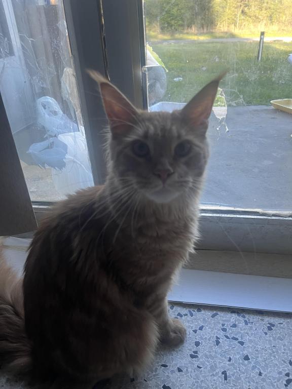 Furguson Maine Coon Boy photo 8