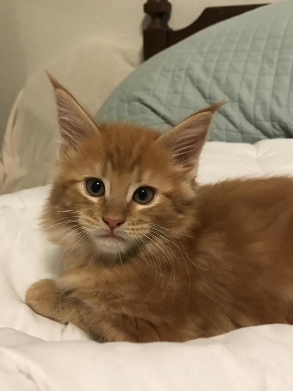 Furguson Maine Coon Boy photo 17