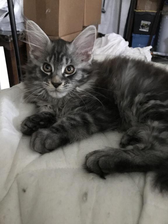 European Purebred Maine Coon Boy DoDo Dawon photo 5