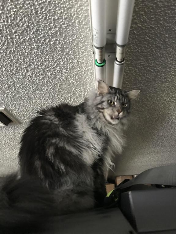 European Purebred Maine Coon Boy DoDo Dawon photo 10