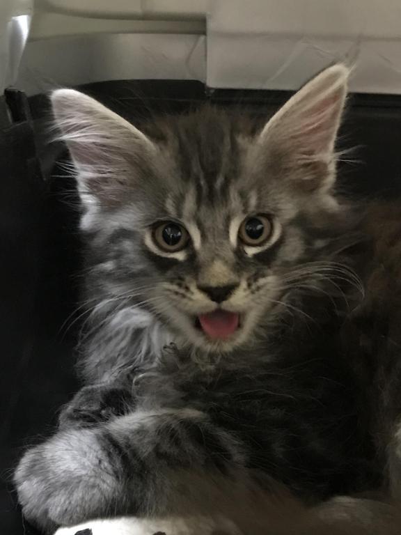 European Purebred Maine Coon Boy DoDo Dawon photo 6