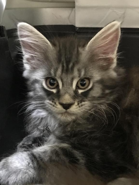 European Purebred Maine Coon Boy DoDo Dawon photo 7