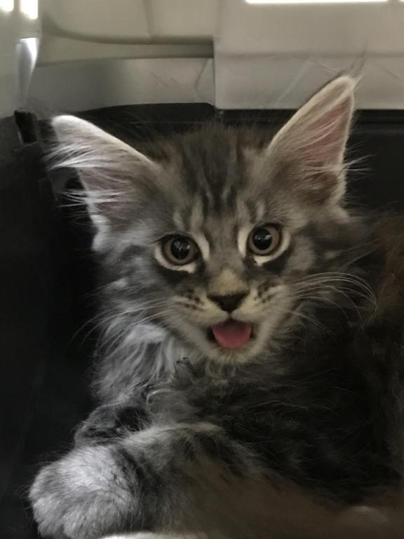 European Purebred Maine Coon Boy DoDo Dawon photo 8