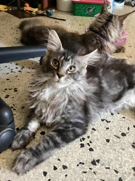 European Purebred Maine Coon Boy DoDo Dawon photo 3