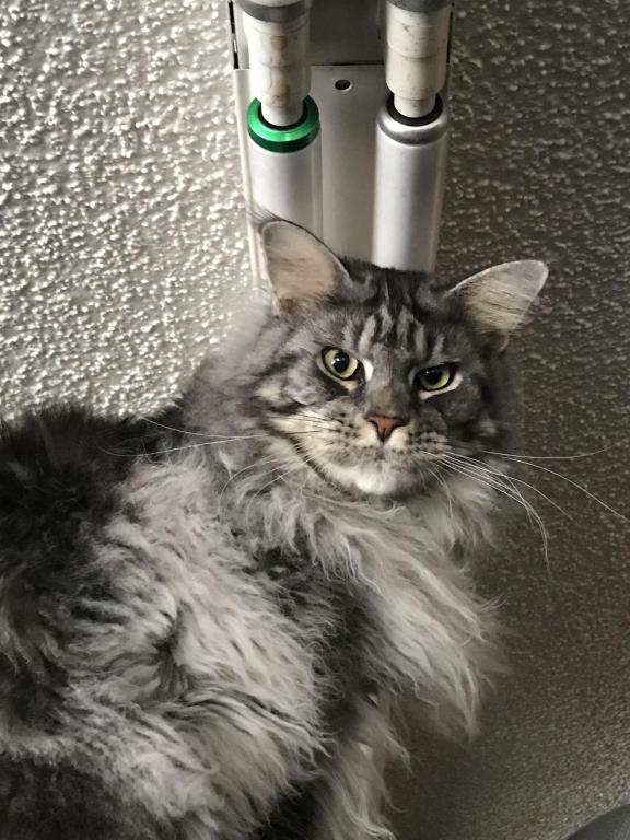 European Purebred Maine Coon Boy DoDo Dawon photo 11