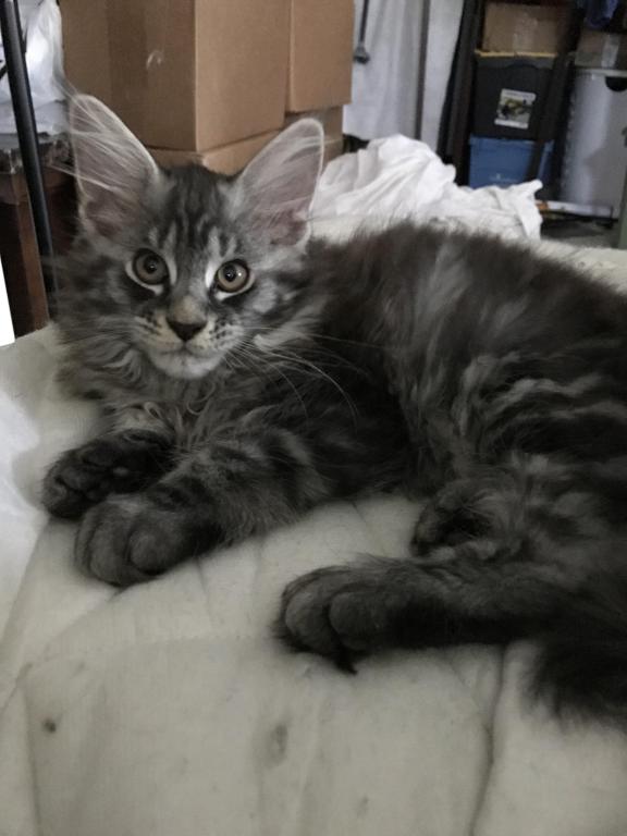 European Purebred Maine Coon Boy DoDo Dawon photo 4