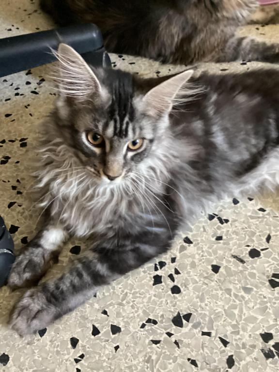 European Purebred Maine Coon Boy DoDo Dawon