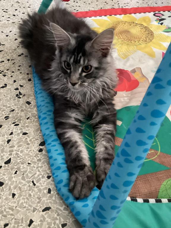 European Purebred Maine Coon Boy DoDo Dawon photo 2