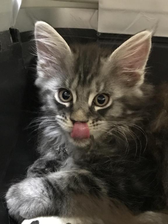 European Purebred Maine Coon Boy DoDo Dawon photo 9