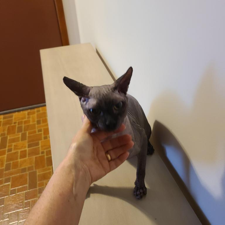 Sphynx Male photo 1