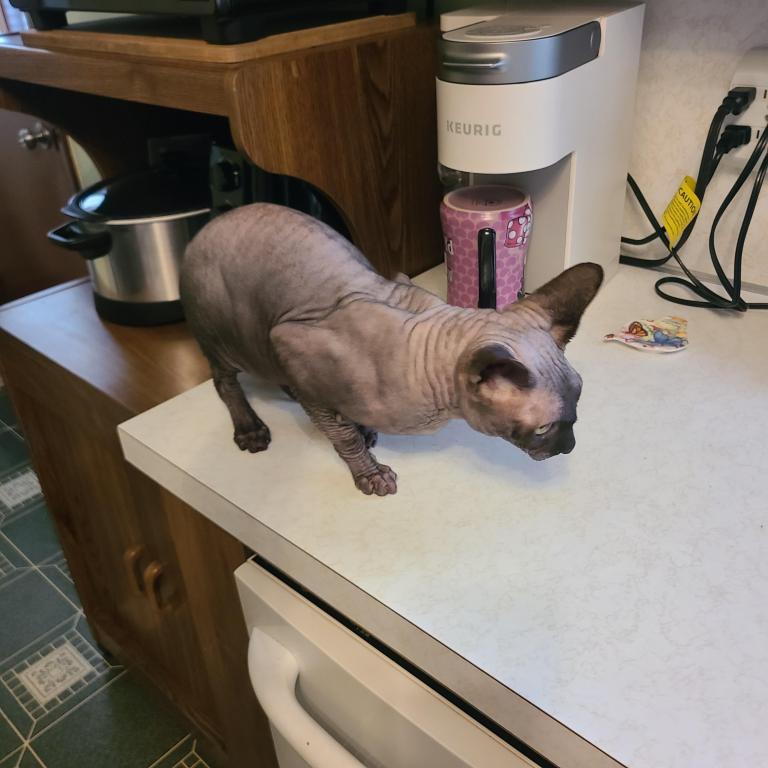 Sphynx Male photo 2