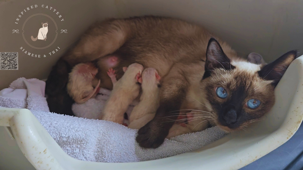 Siamese Kittens Ready Sept 16th photo 4