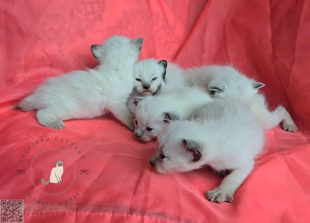 Siamese Kittens Ready Sept 16th photo 4