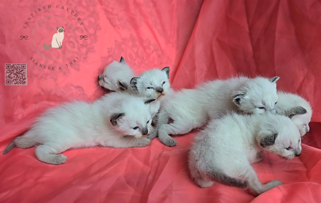 Siamese Kittens Ready Sept 16th photo 3