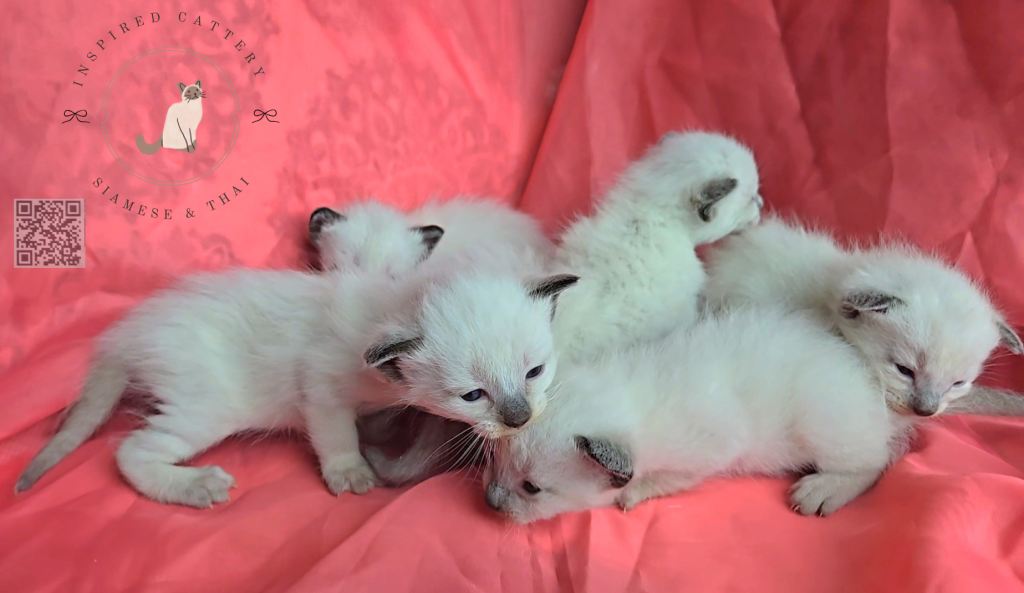 Siamese Kittens Ready Sept 16th photo 2