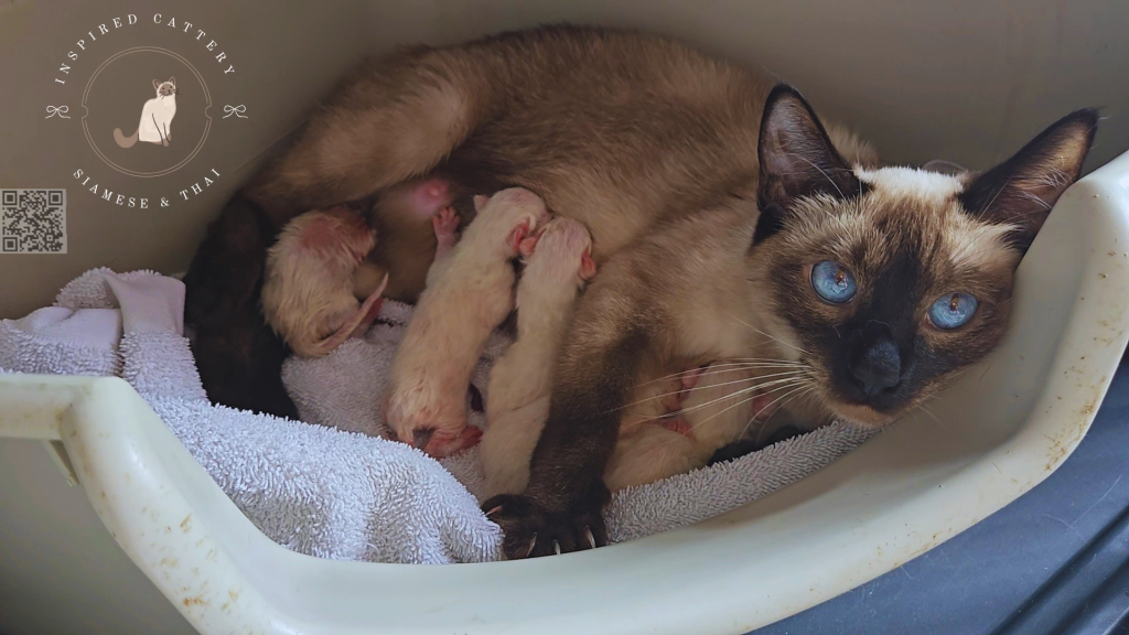 Siamese Kittens Ready Sept 16th photo 3