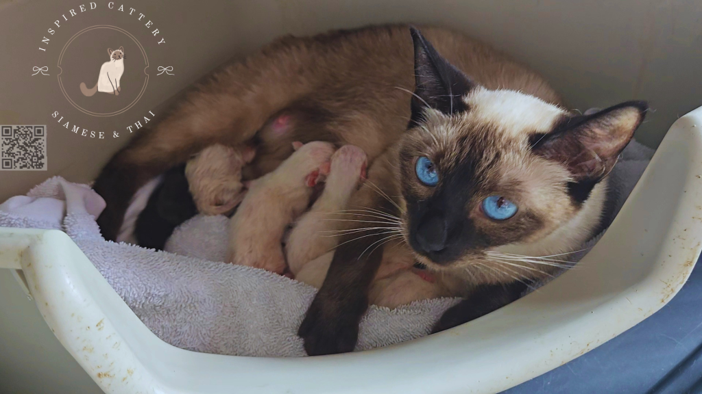 Siamese Kittens Ready Sept 16th photo 2