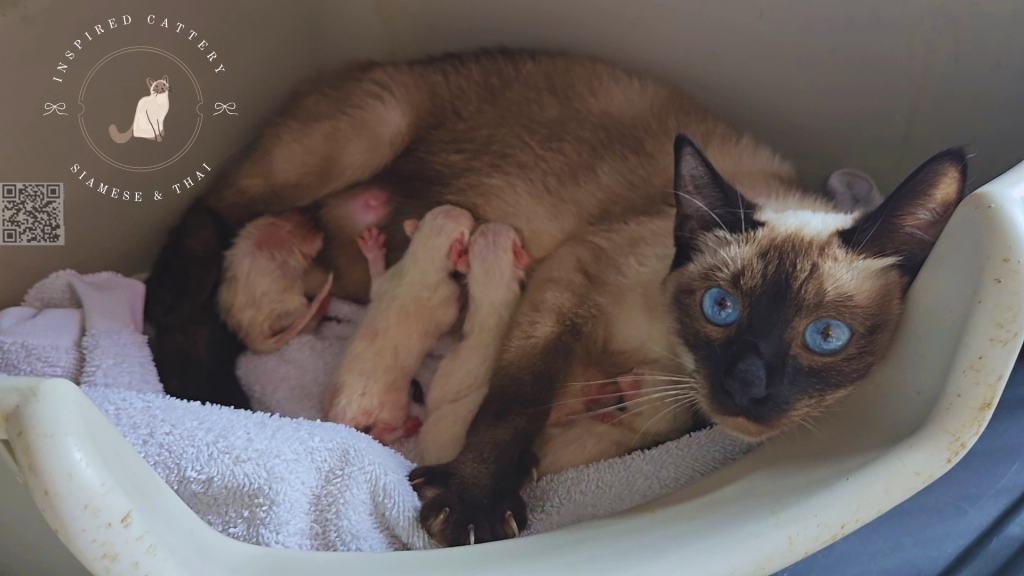 Siamese Kittens Ready Sept 16th photo 1