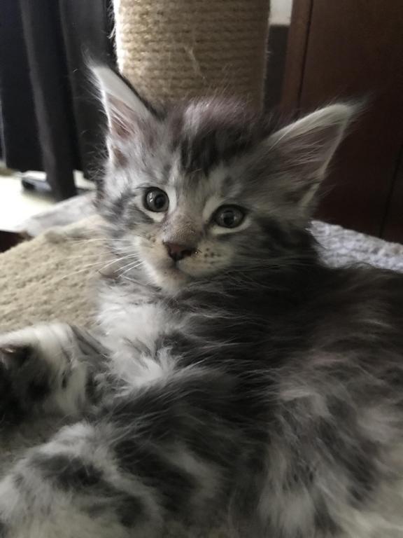 Darcy Blue Silver Boy photo 29