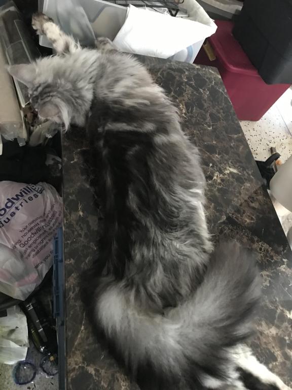 Darcy Blue Silver Boy photo 37