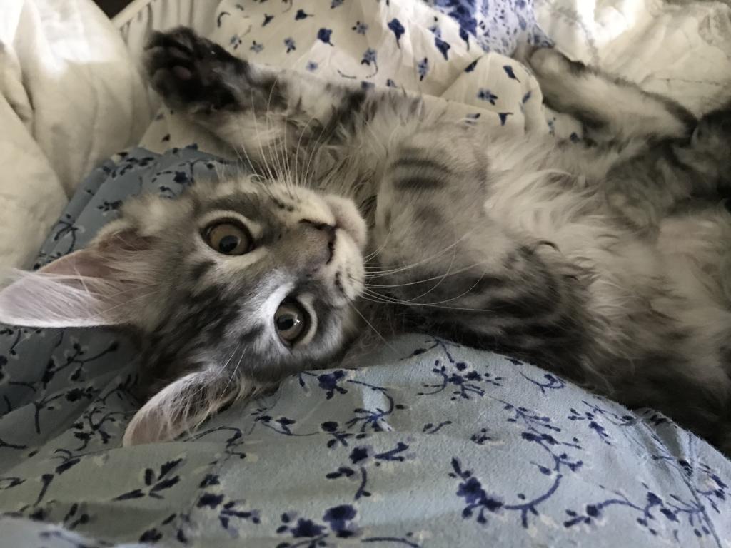 Darcy Blue Silver Boy photo 20