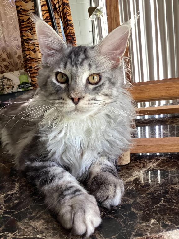 Darcy Blue Silver Boy photo 2