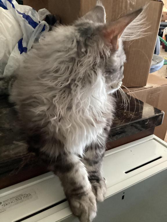 Darcy Blue Silver Boy photo 10