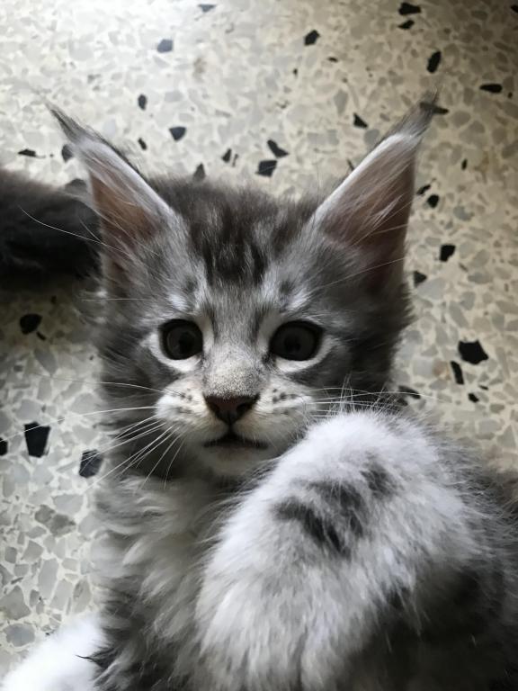 Darcy Blue Silver Boy photo 27