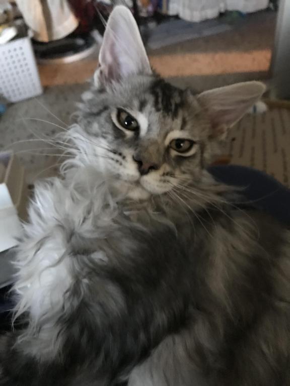 Darcy Blue Silver Boy photo 4