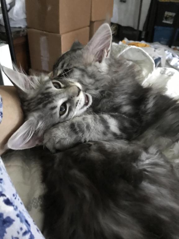 Darcy Blue Silver Boy photo 22