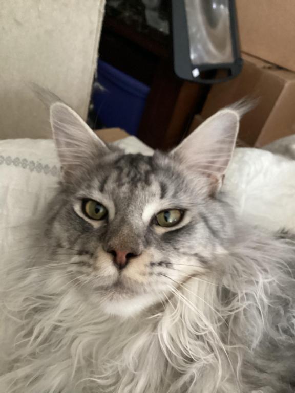 Darcy Blue Silver Boy photo 36